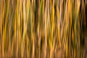 Germany, Mecklenburg-Western Pomerania, Müritz National Park, reflection of reeds in the evening sun Germany, Mecklenburg-Western Pomerania, Müritz National Park, reflection of reeds in the evening sun